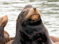 California Sea Lion