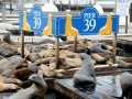 California Sea Lion