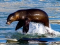 California Sea Lion