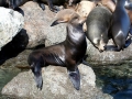 California Sea Lion