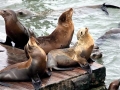 California Sea Lion