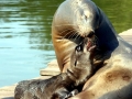 California Sea Lion