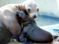California Sea Lion