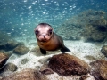 California Sea Lion