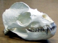California Sea Lion