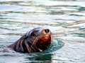 California Sea Lion