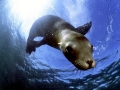 California Sea Lion