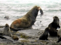 California Sea Lion