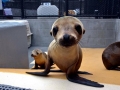 California Sea Lion