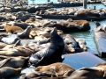 California Sea Lion