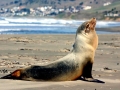 California Sea Lion