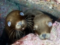 California Sea Lion