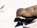 California Sea Lion