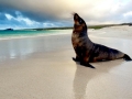 California Sea Lion
