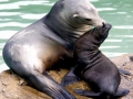 California Sea Lion