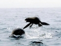 California Sea Lion