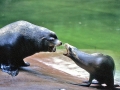 California Sea Lion