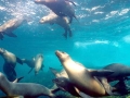 California Sea Lion