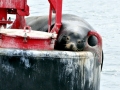 California Sea Lion