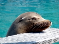 California Sea Lion
