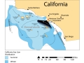 California Sea Lion