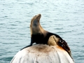 California Sea Lion