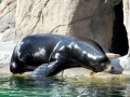 California Sea Lion