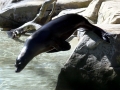 California Sea Lion