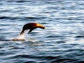 California Sea Lion