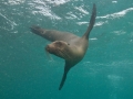 California Sea Lion