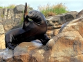 California Sea Lion