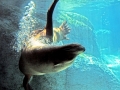 California Sea Lion