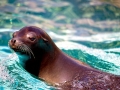 California Sea Lion