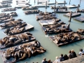 California Sea Lion