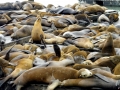 California Sea Lion