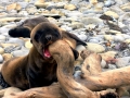 California Sea Lion