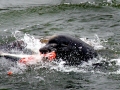 California Sea Lion