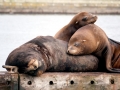 California Sea Lion