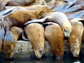 California Sea Lion