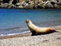 California Sea Lion