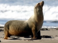 California Sea Lion