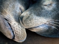 California Sea Lion