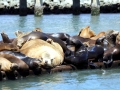 California Sea Lion