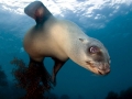 California Sea Lion
