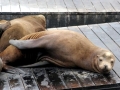 California Sea Lion
