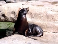 California Sea Lion