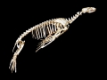 California Sea Lion
