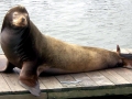 California Sea Lion