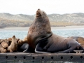 California Sea Lion