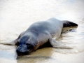 California Sea Lion